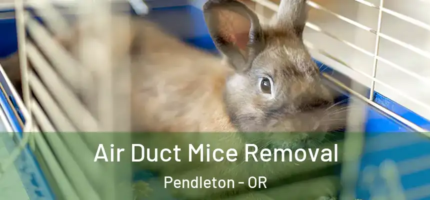  Air Duct Mice Removal Pendleton - OR