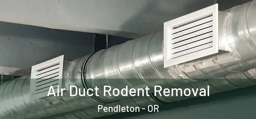  Air Duct Rodent Removal Pendleton - OR